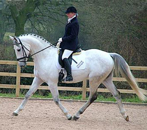 dressage